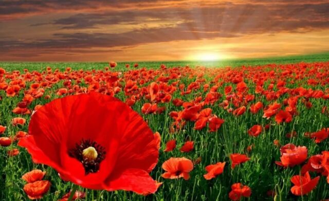Today and everyday, we are grateful and we remember.